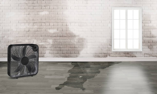 Best Water damage contractors near me  in London, KY